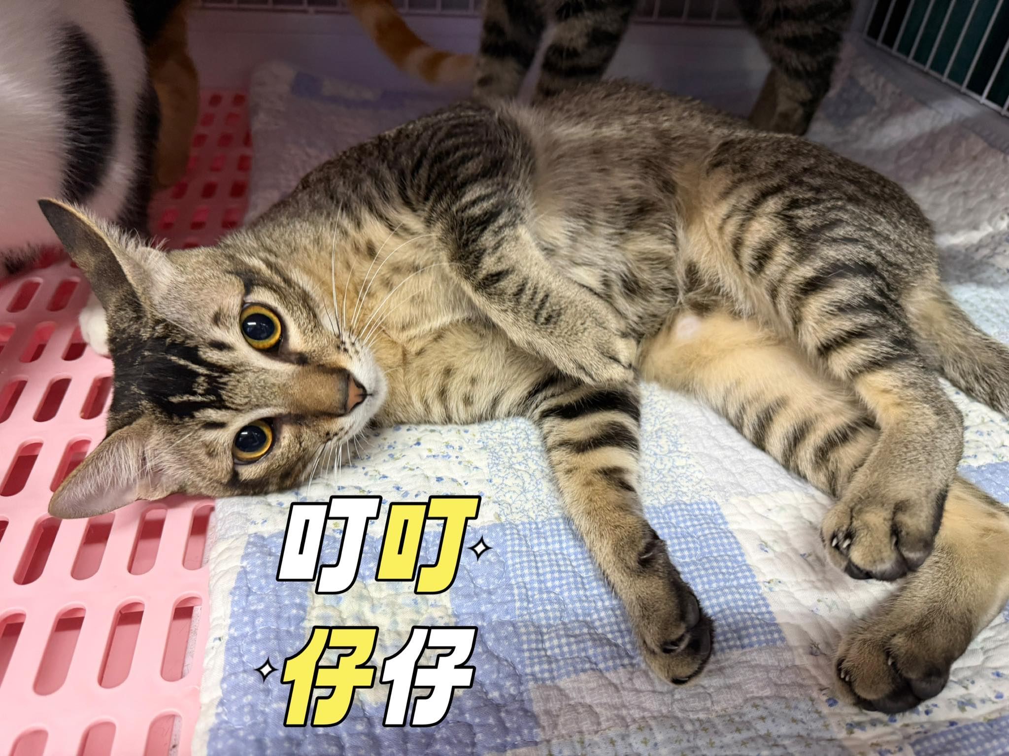 叮叮